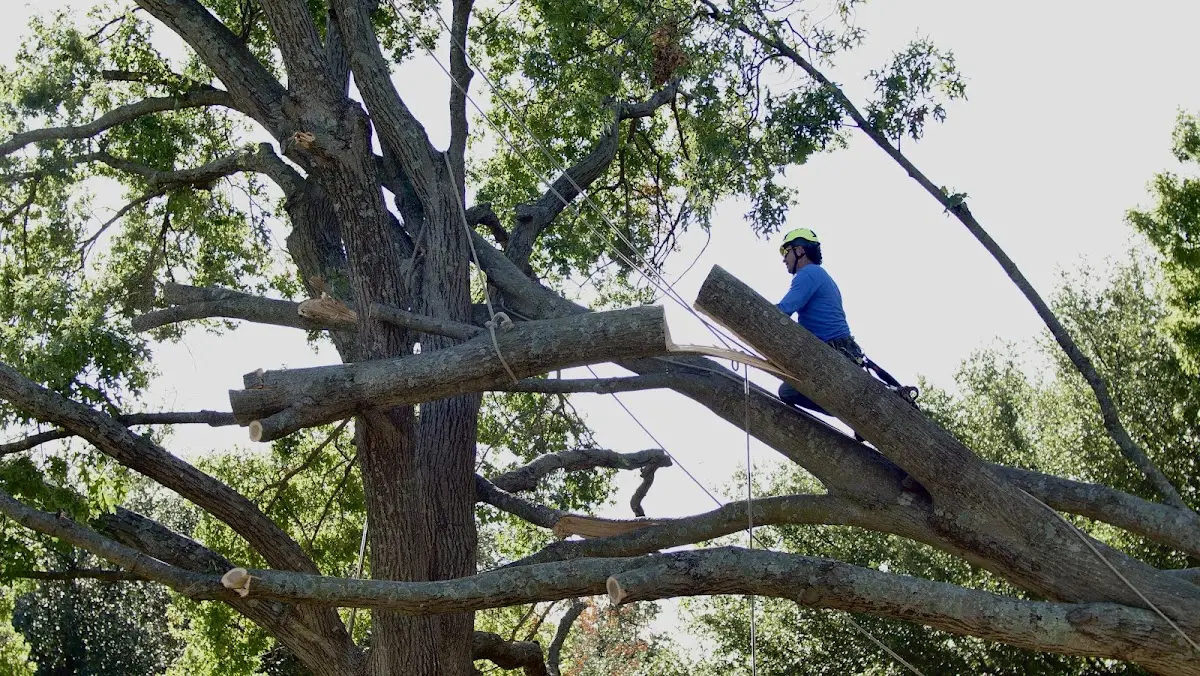 Professional Crown Thinning performed by certified arborists in Henryville